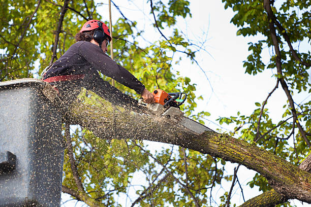  Lake Como, NJ Tree Services Pros